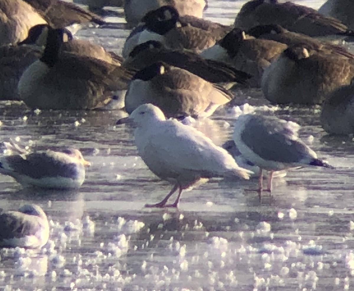 Glaucous Gull - ML195785091