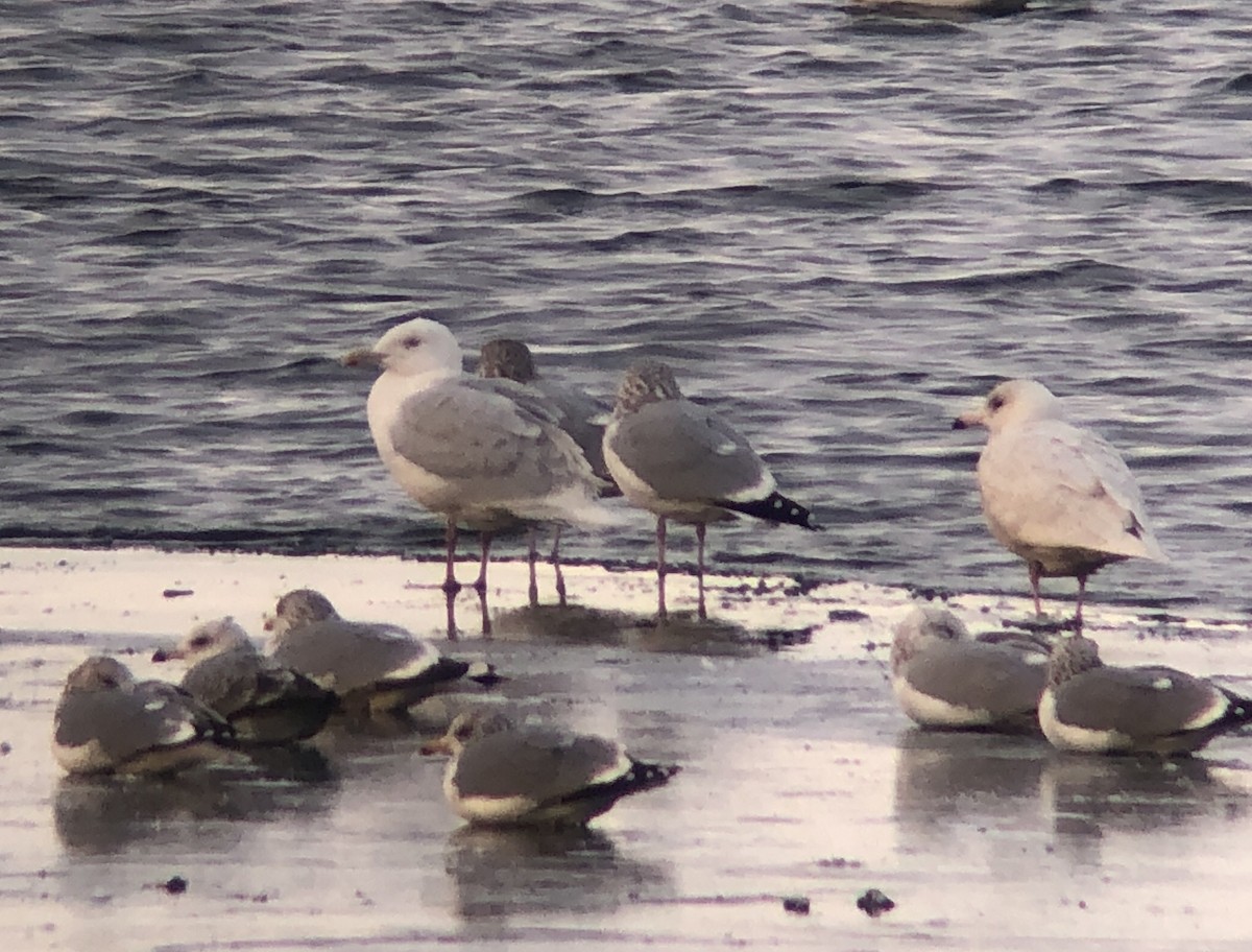 Glaucous Gull - ML195785131