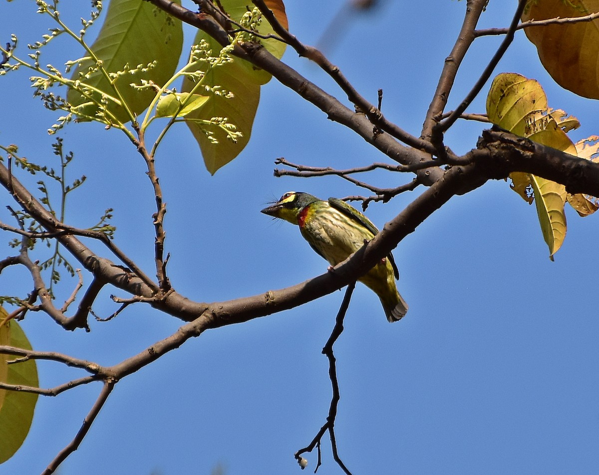 barbet zvučnohlasý - ML195785611