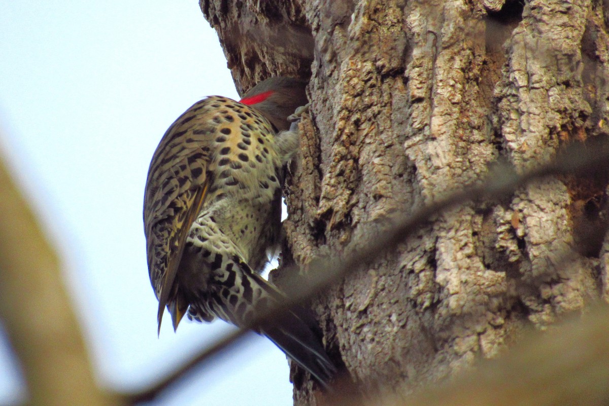 Northern Flicker - Eric Walther