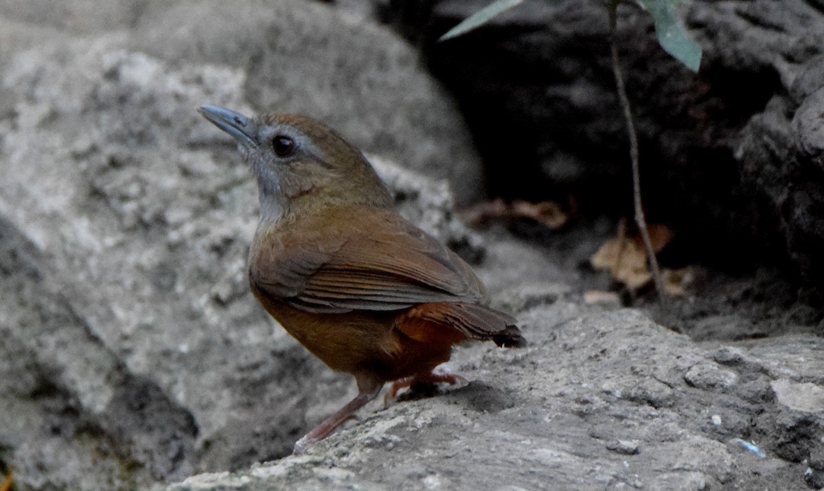 Abbott's Babbler - ML195787541