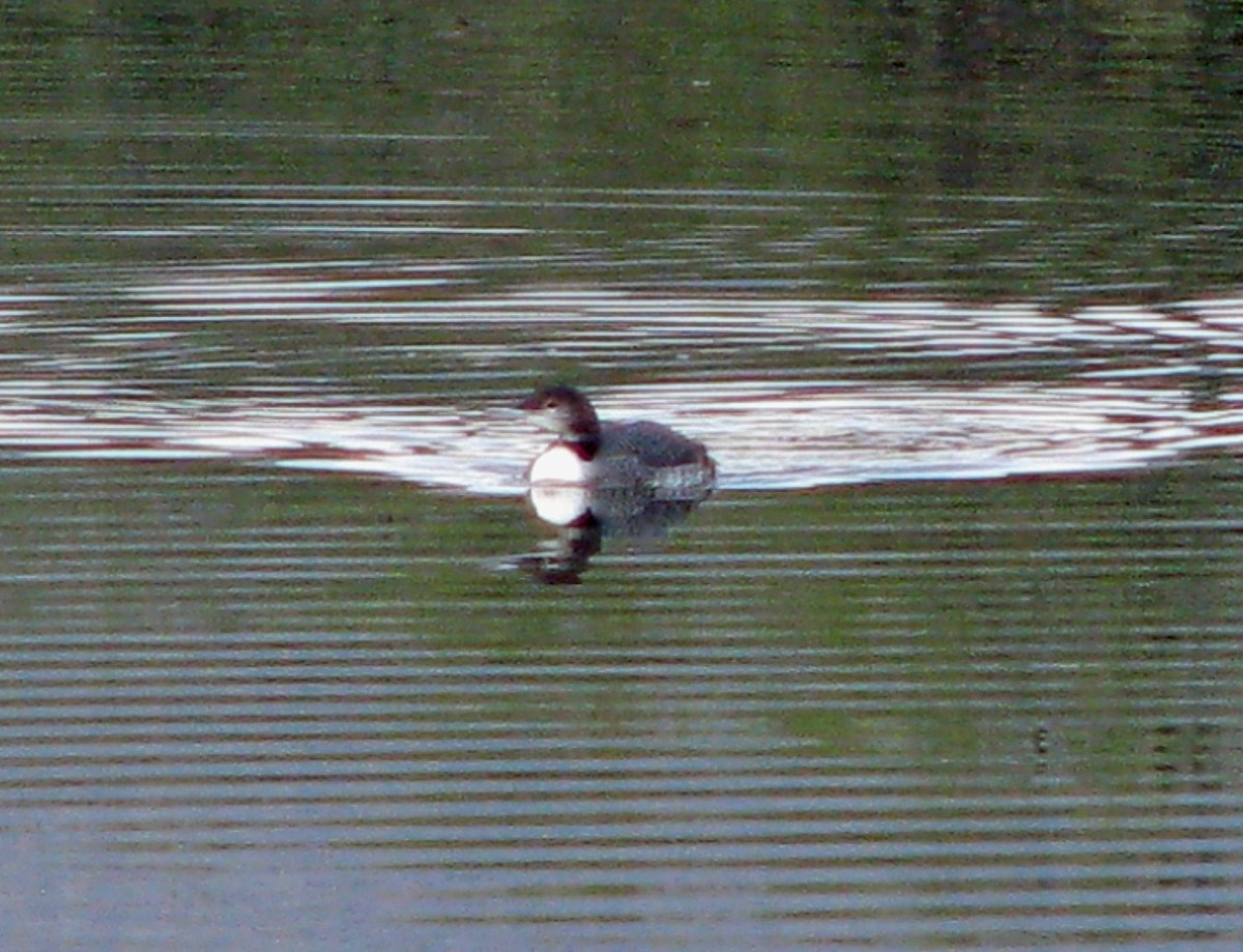 Plongeon huard - ML195787661