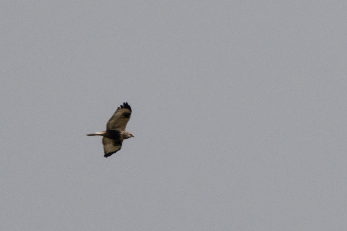 Rough-legged Hawk - ML195788241