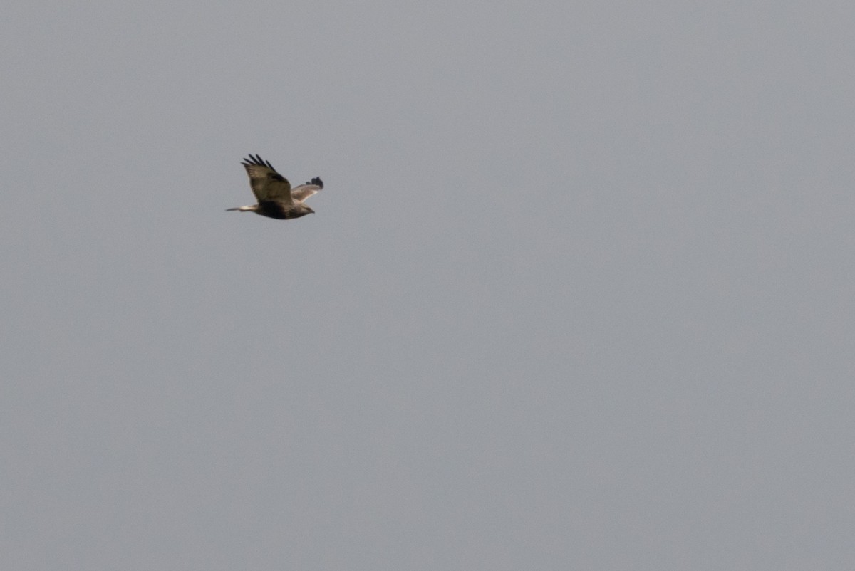 Rough-legged Hawk - ML195788251