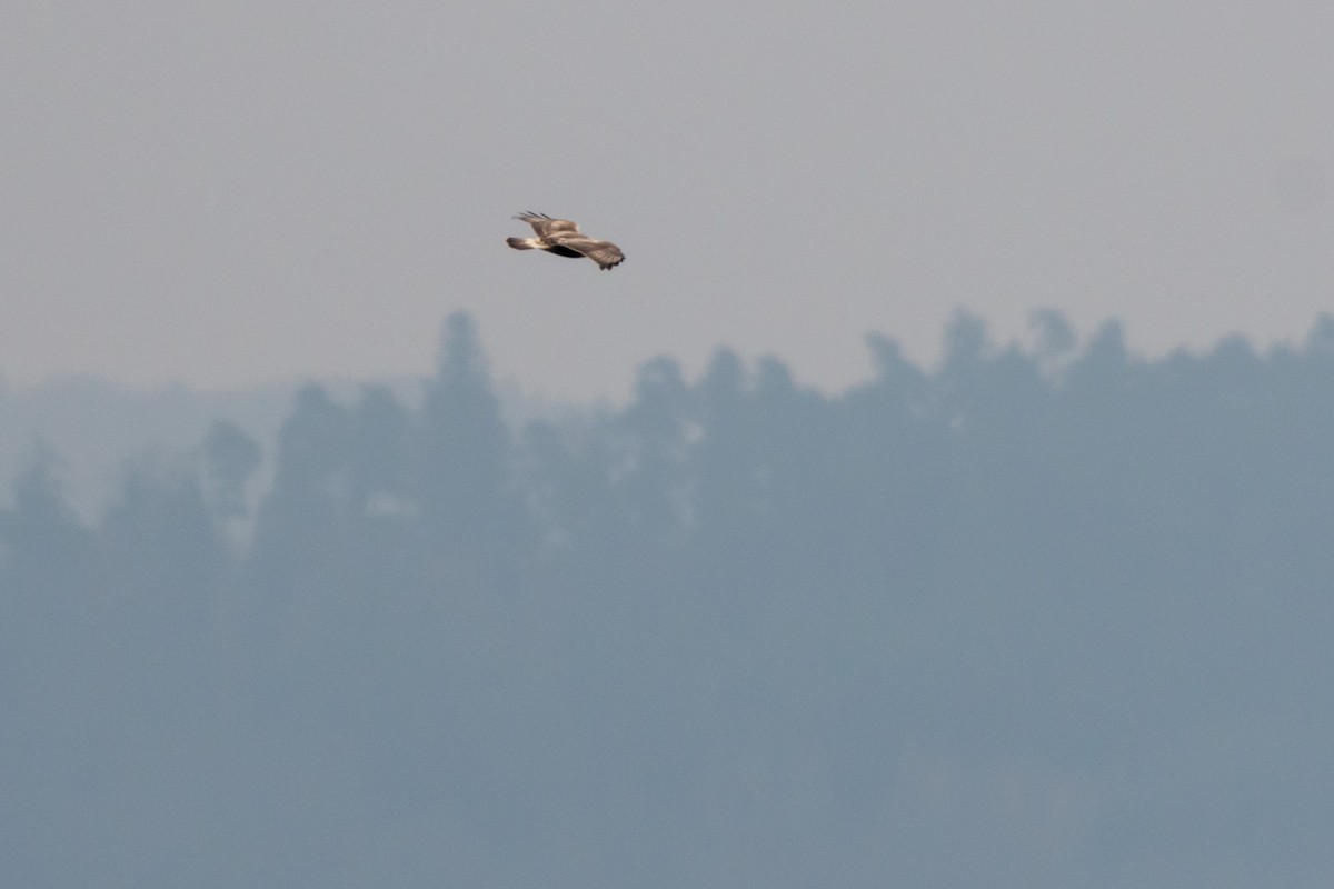 Rough-legged Hawk - ML195788271