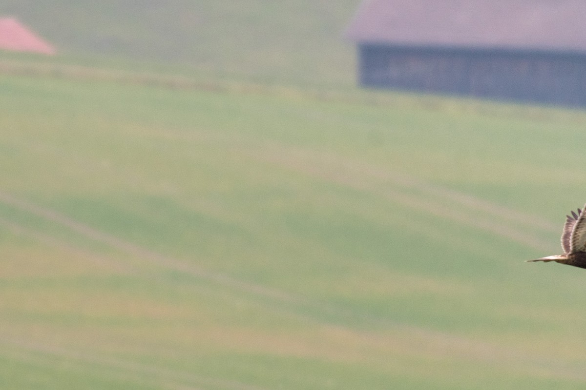 Rough-legged Hawk - ML195788281