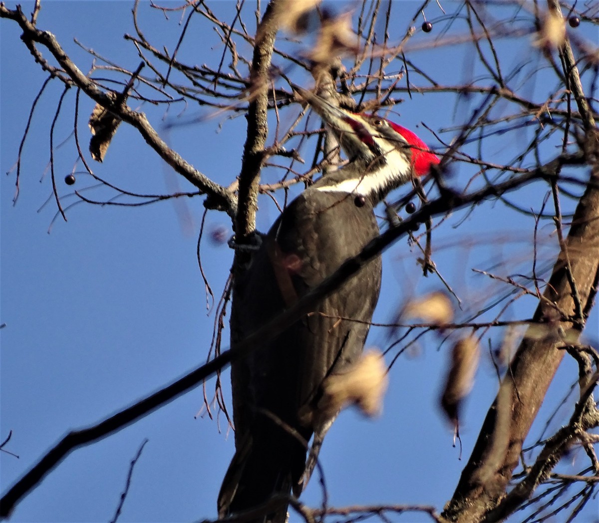 Pileated Woodpecker - ML195788521