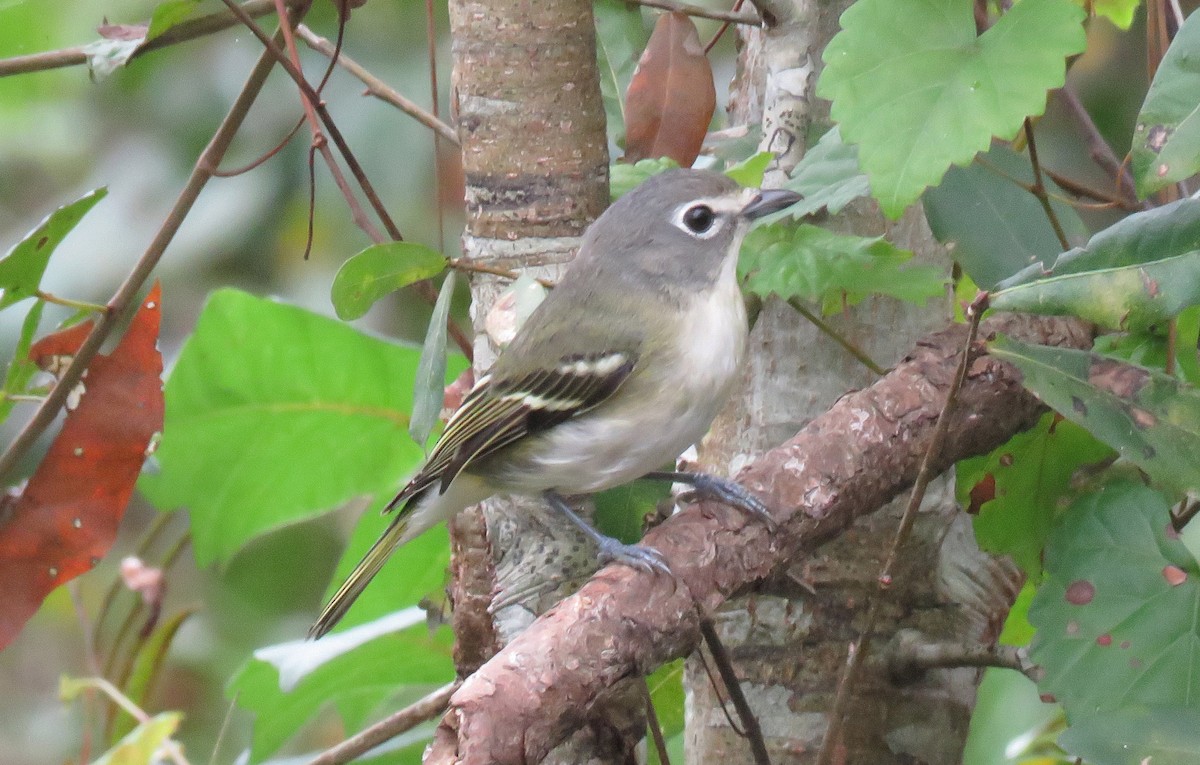 Blue-headed Vireo - ML195789341