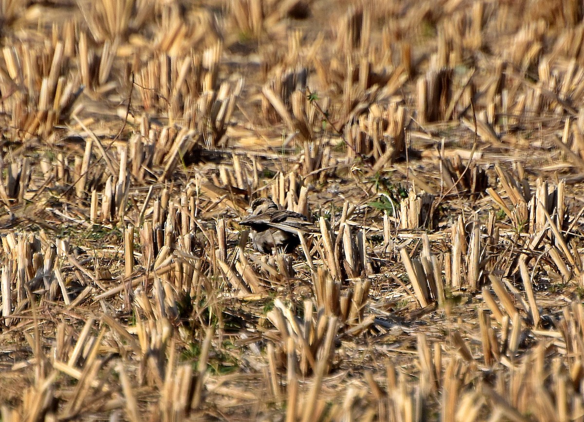 Ashy-crowned Sparrow-Lark - ML195790871