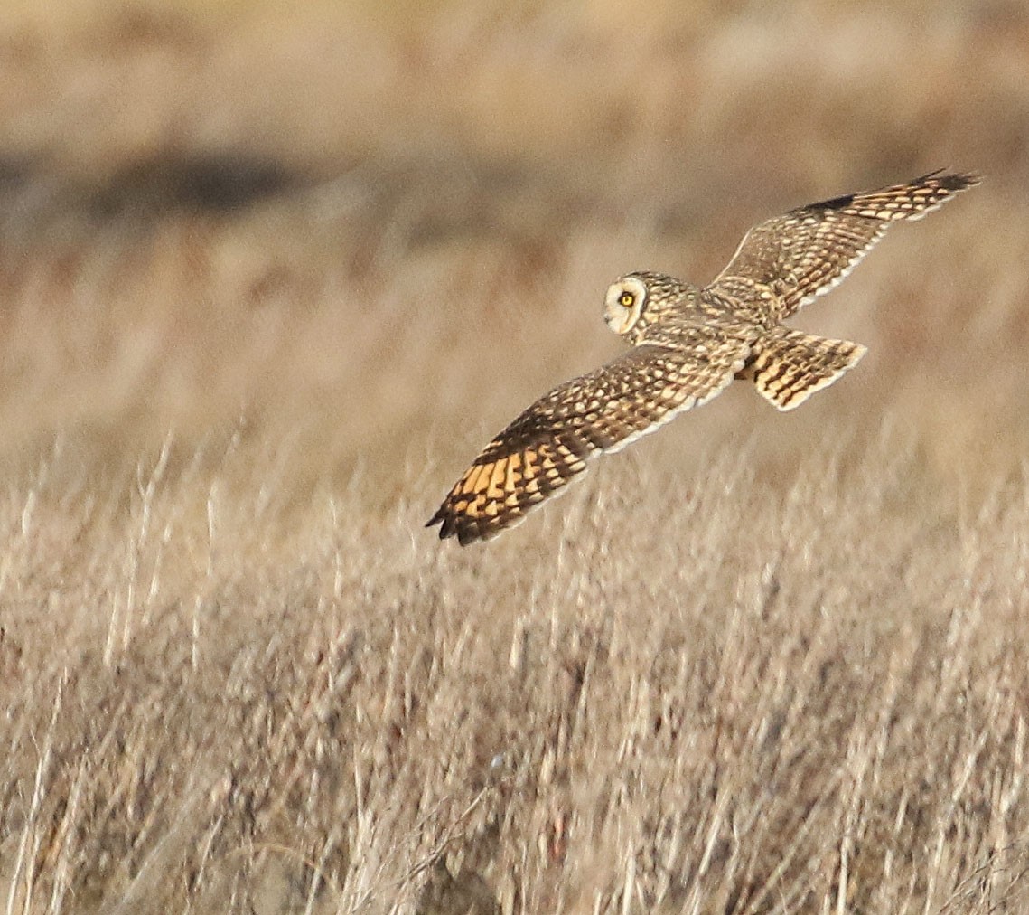 Short-eared Owl - ML195791111