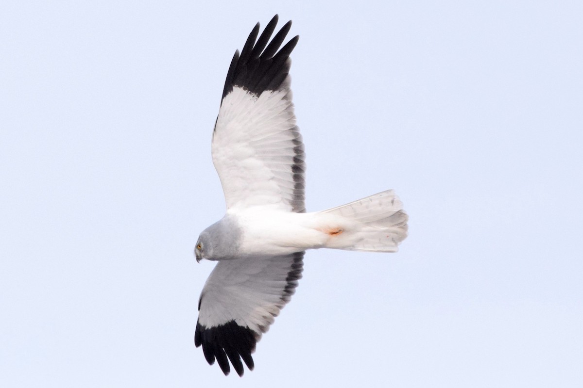 Hen Harrier - Andy Zhang