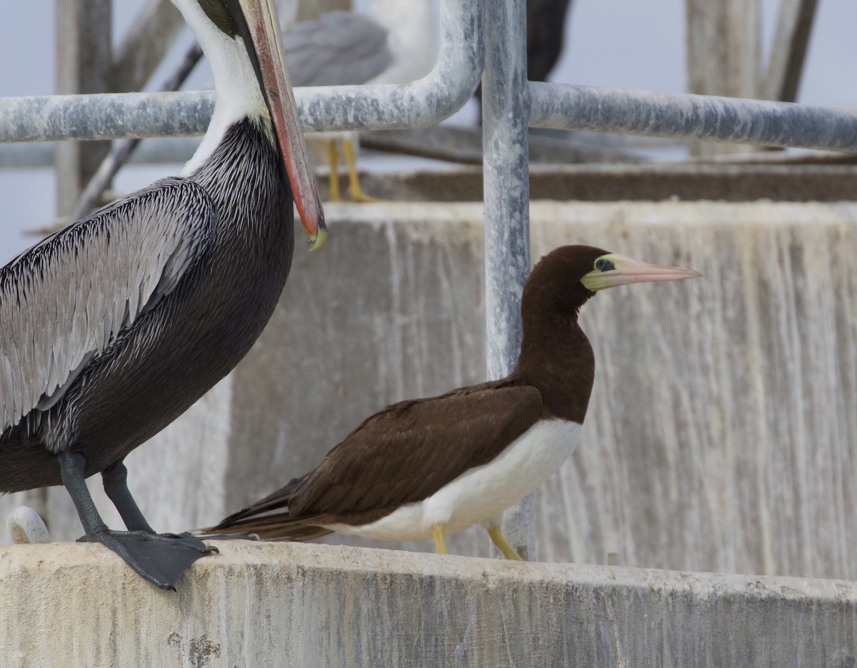 Brown Booby - ML195791901