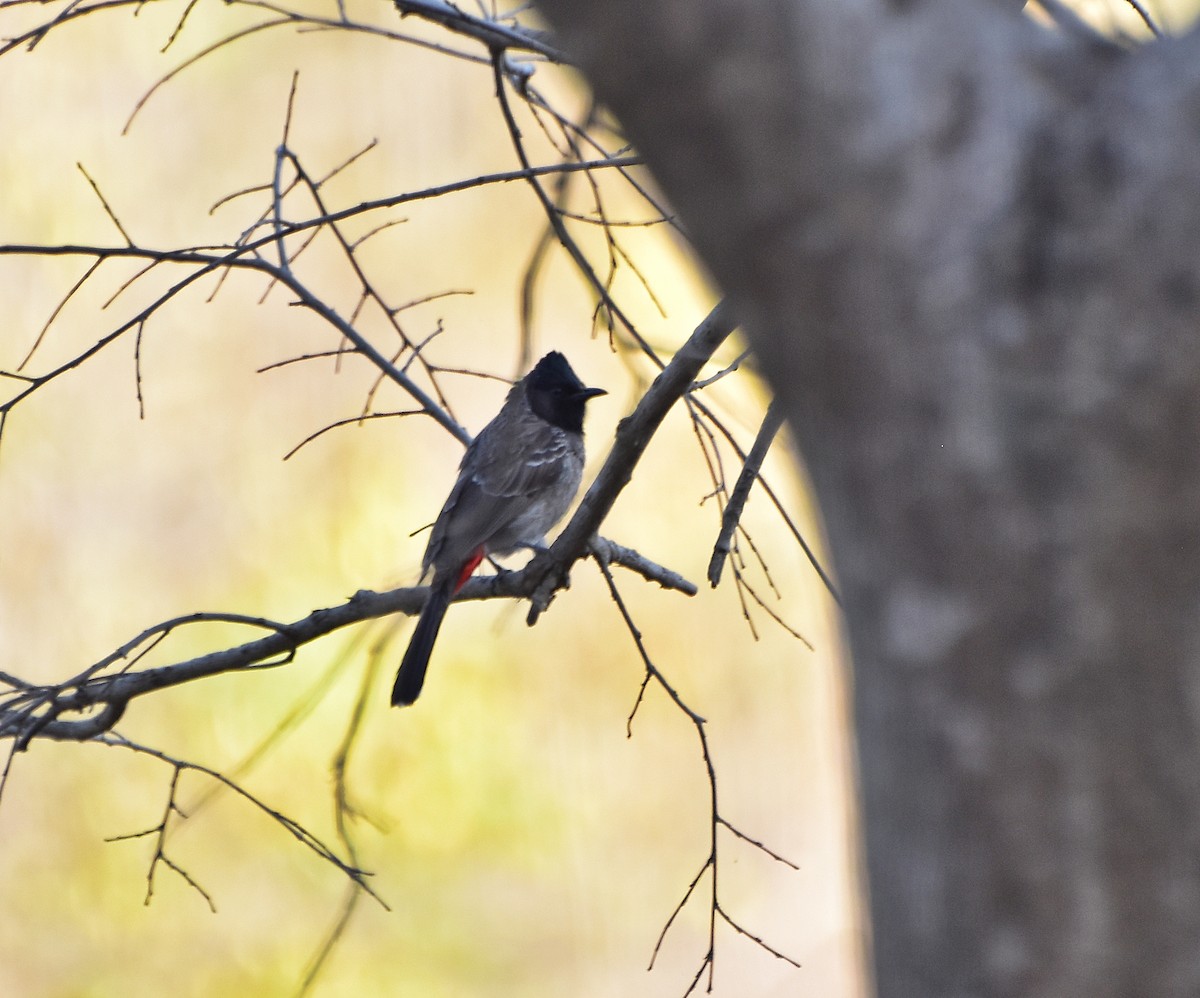 bulbul šupinkový - ML195791921