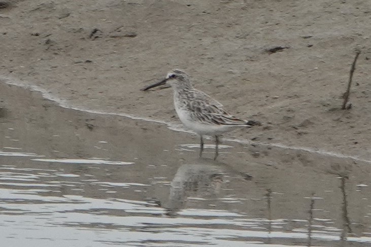 Gambecchio frullino - ML195793011