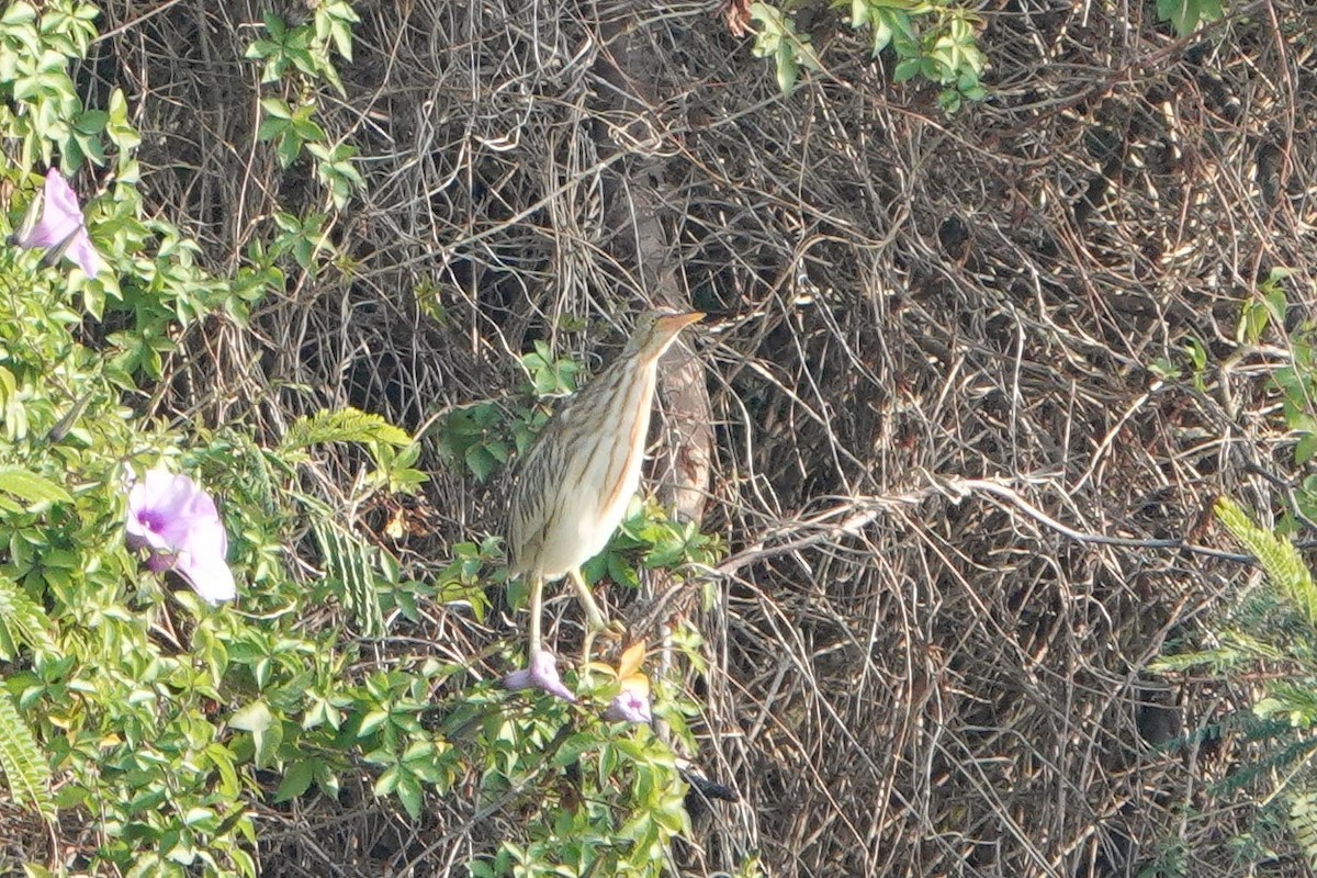 Yellow Bittern - ML195793671