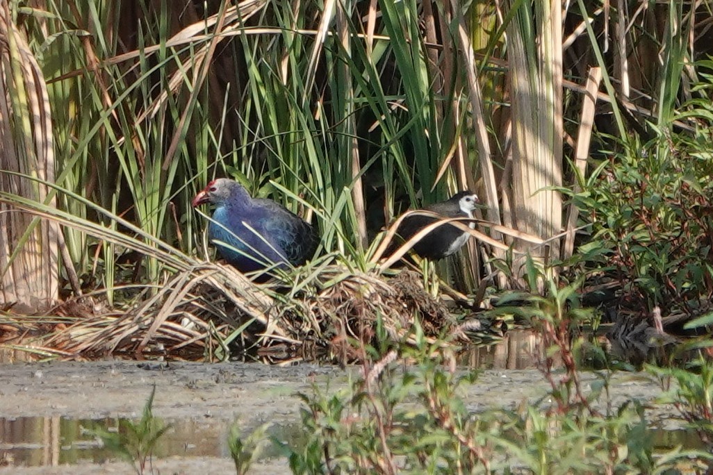 Pollo sultano testagrigia - ML195795371