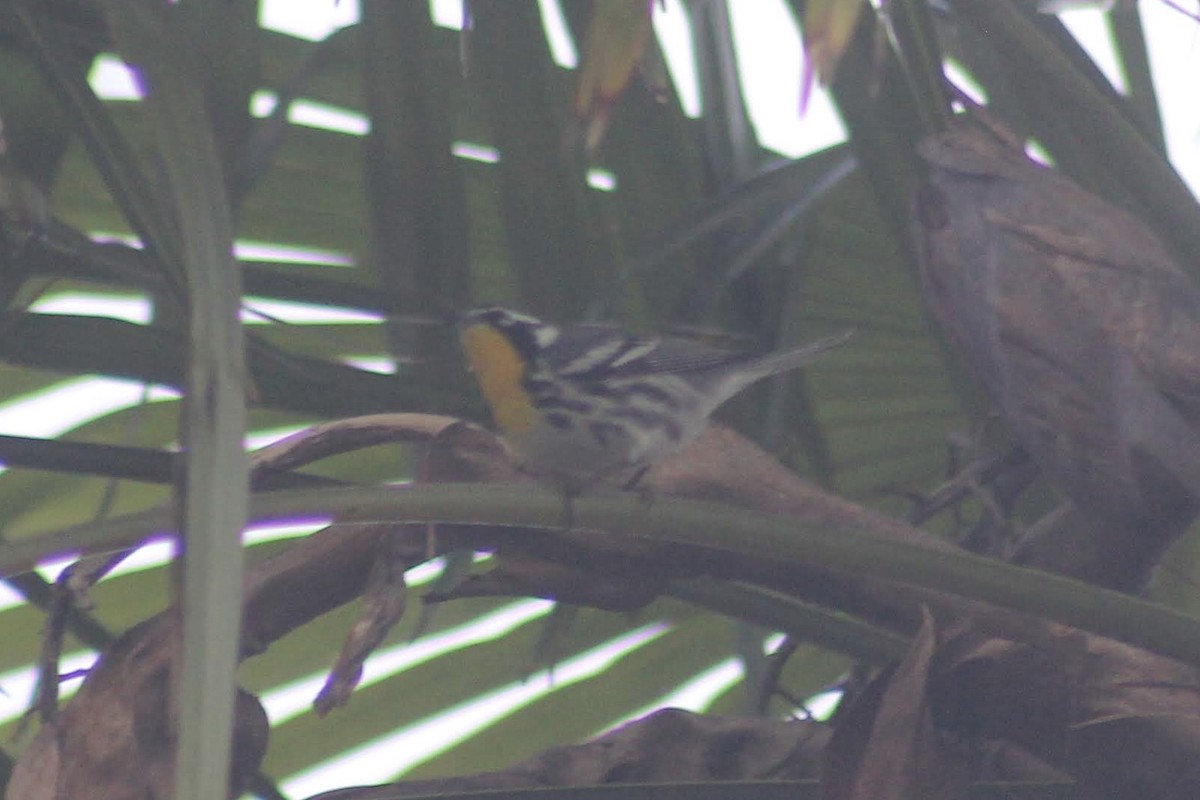 Yellow-throated Warbler - ML195796571