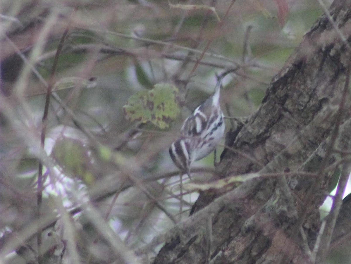 Black-and-white Warbler - ML195796731