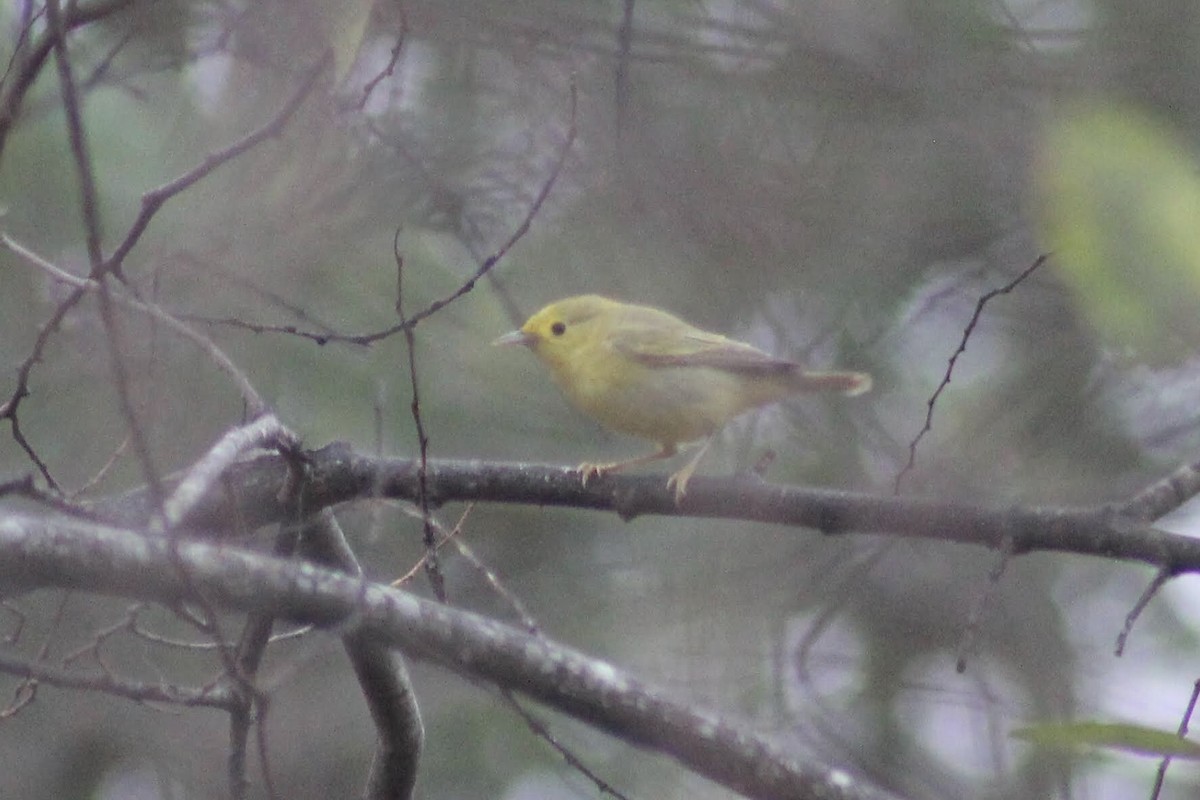 Yellow Warbler - ML195796771