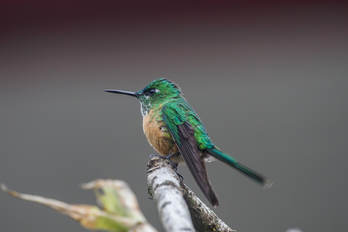 Long-tailed Sylph - ML195798021