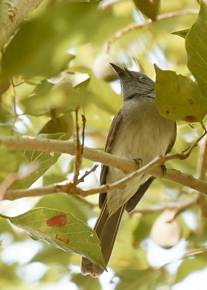 Black-naped Monarch - ML195801471