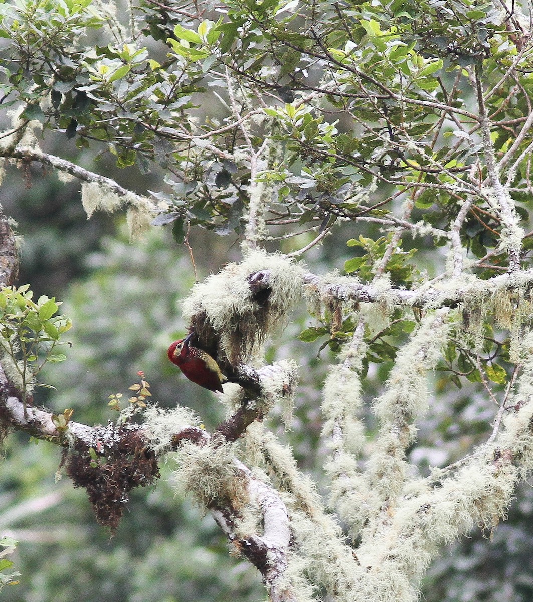 Crimson-mantled Woodpecker - ML195803511