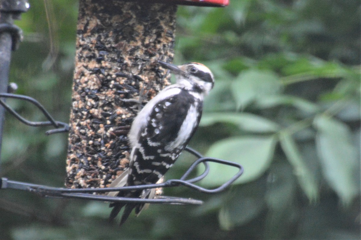 Hairy Woodpecker - ML195804531