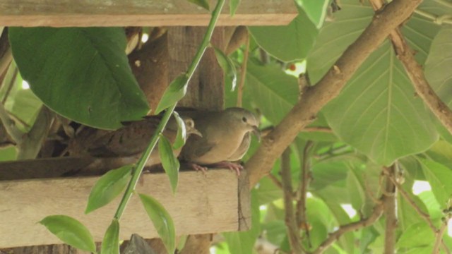 Ruddy Ground Dove - ML195807861