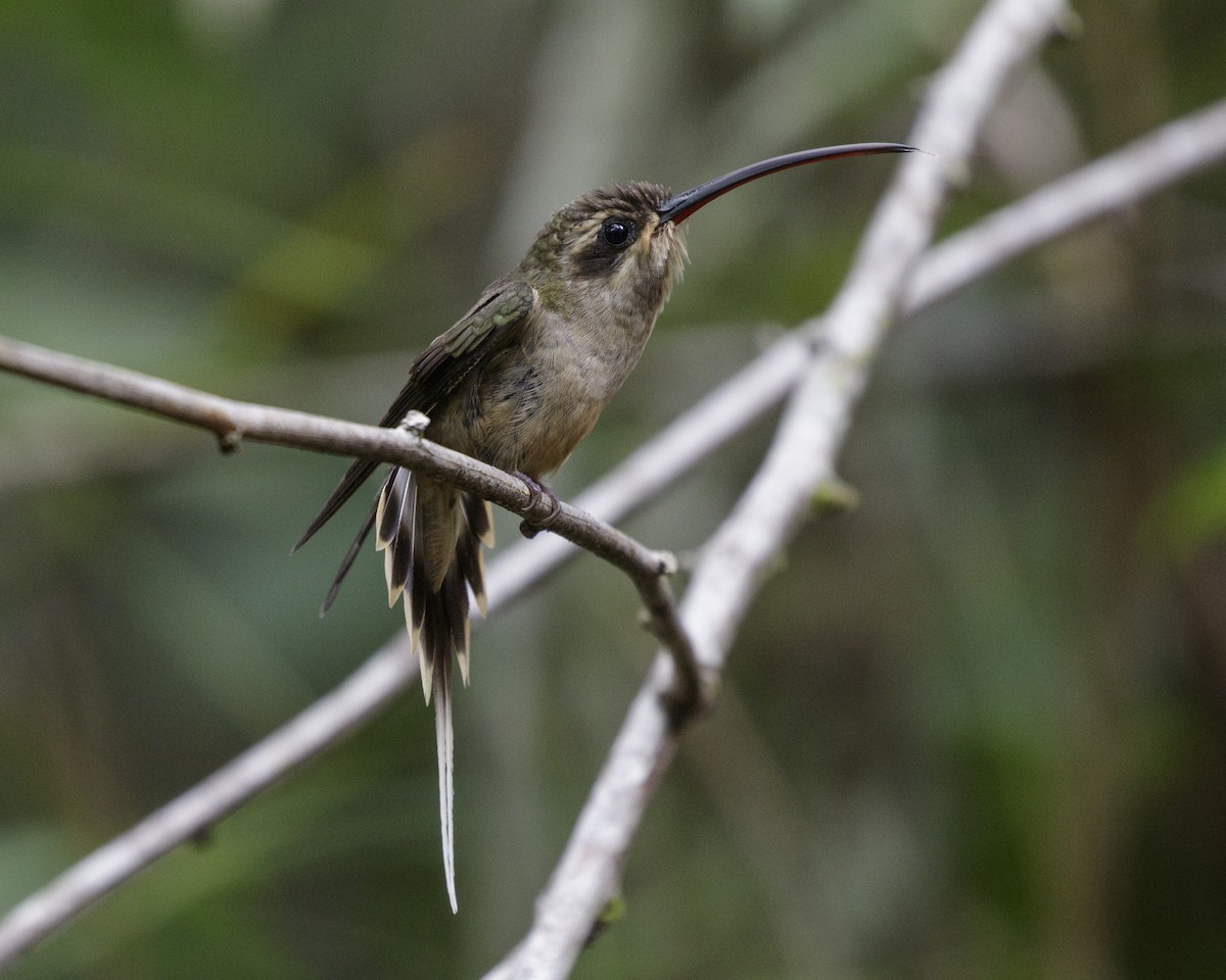 Great-billed Hermit (Margaretta's) - Silvia F🪶 Linhares