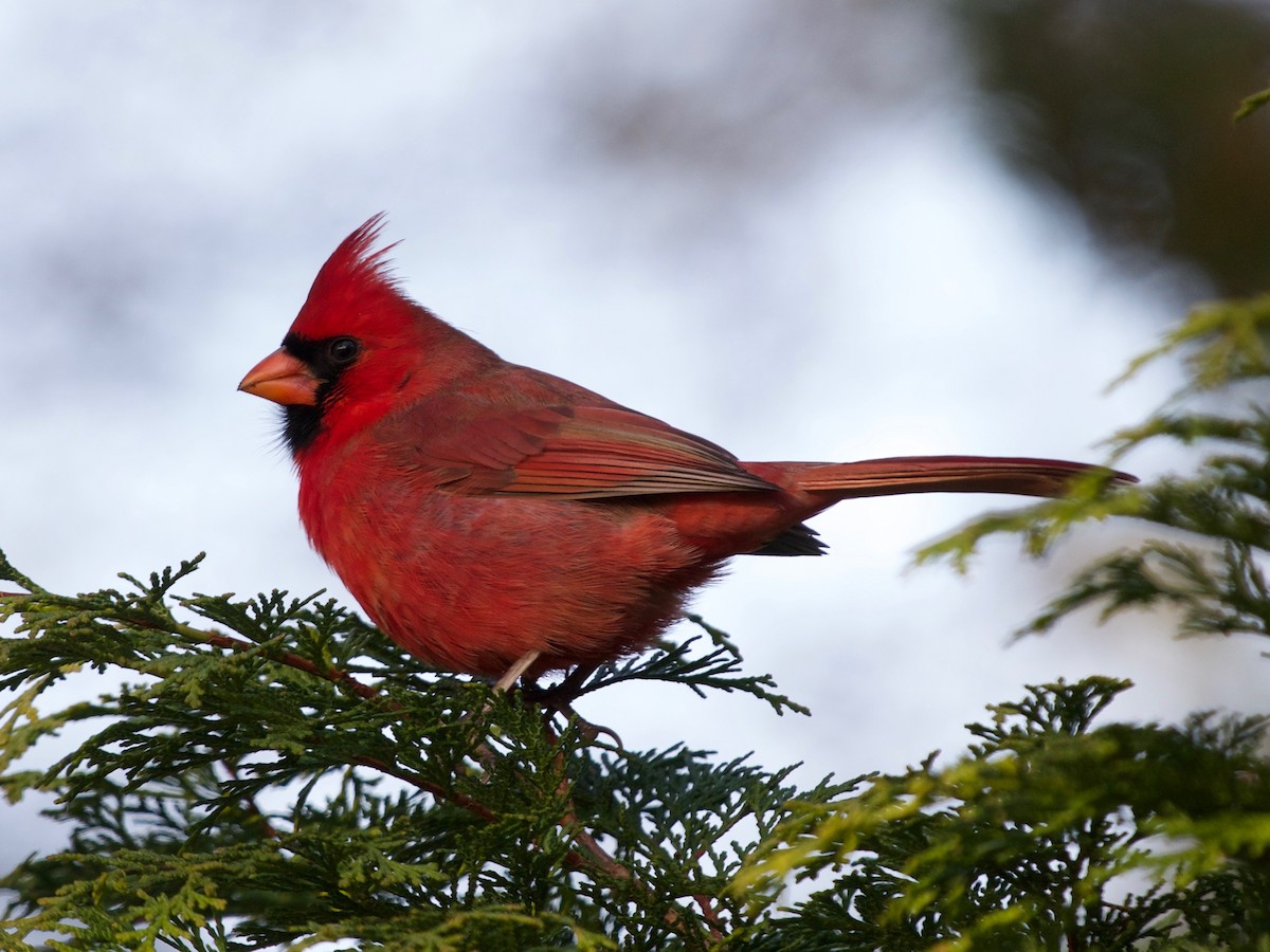 Northern Cardinal - ML195808251