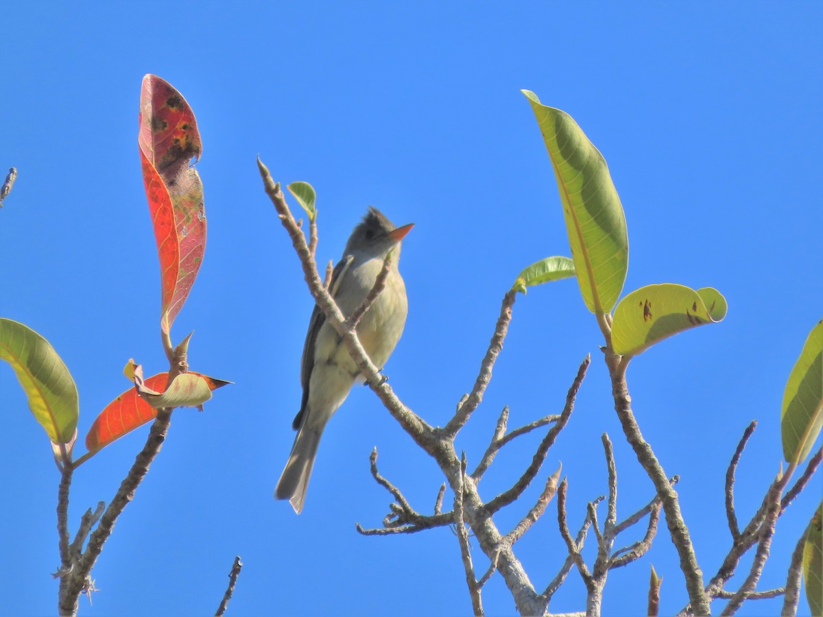 Greater Pewee - ML195808361