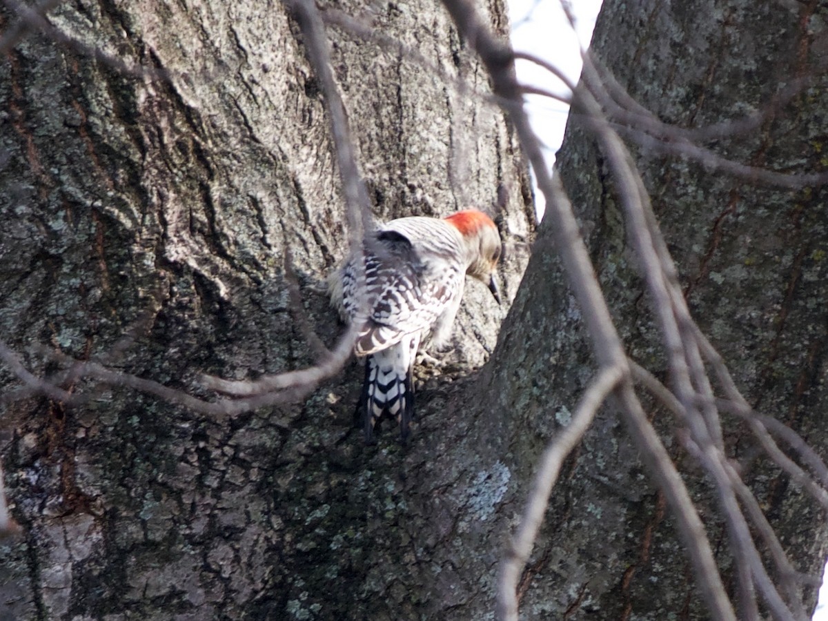 Red-bellied Woodpecker - ML195808391
