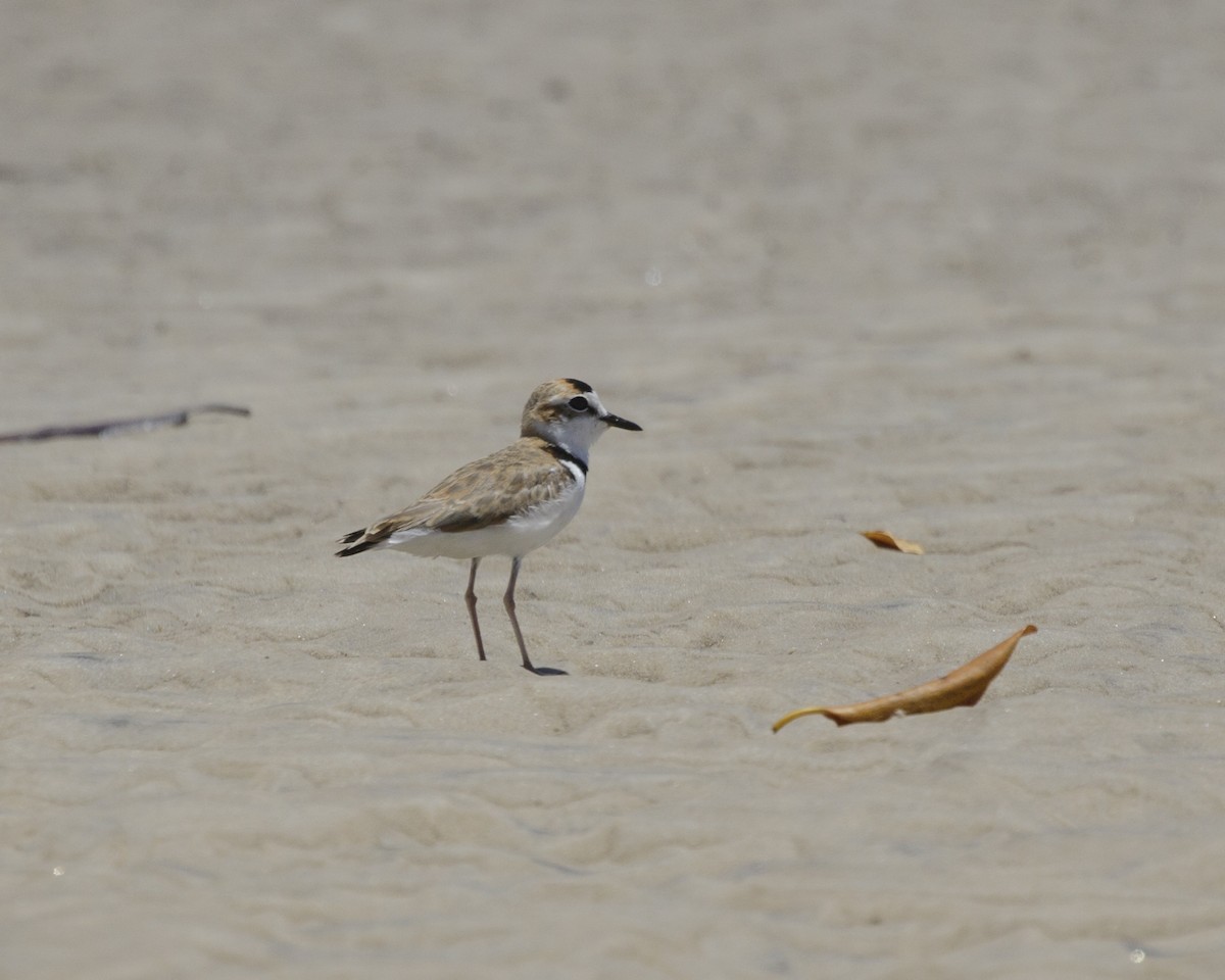 Collared Plover - ML195808961