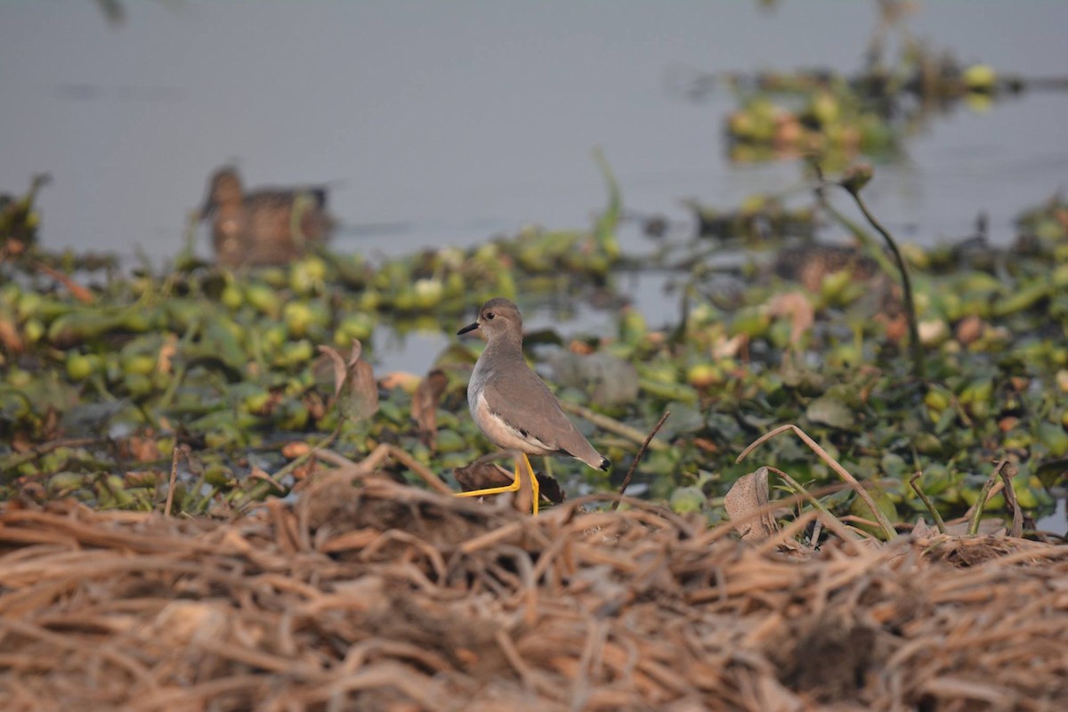 White-tailed Lapwing - ML195809461