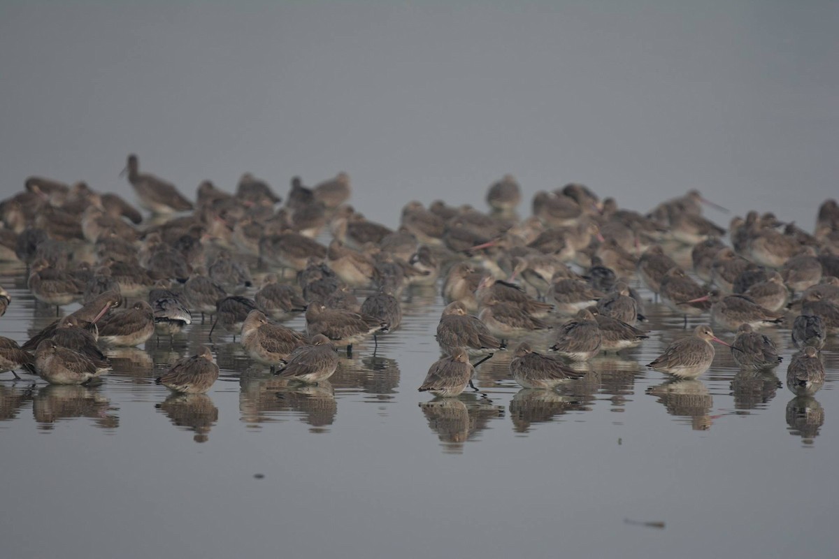Black-tailed Godwit - ML195809481