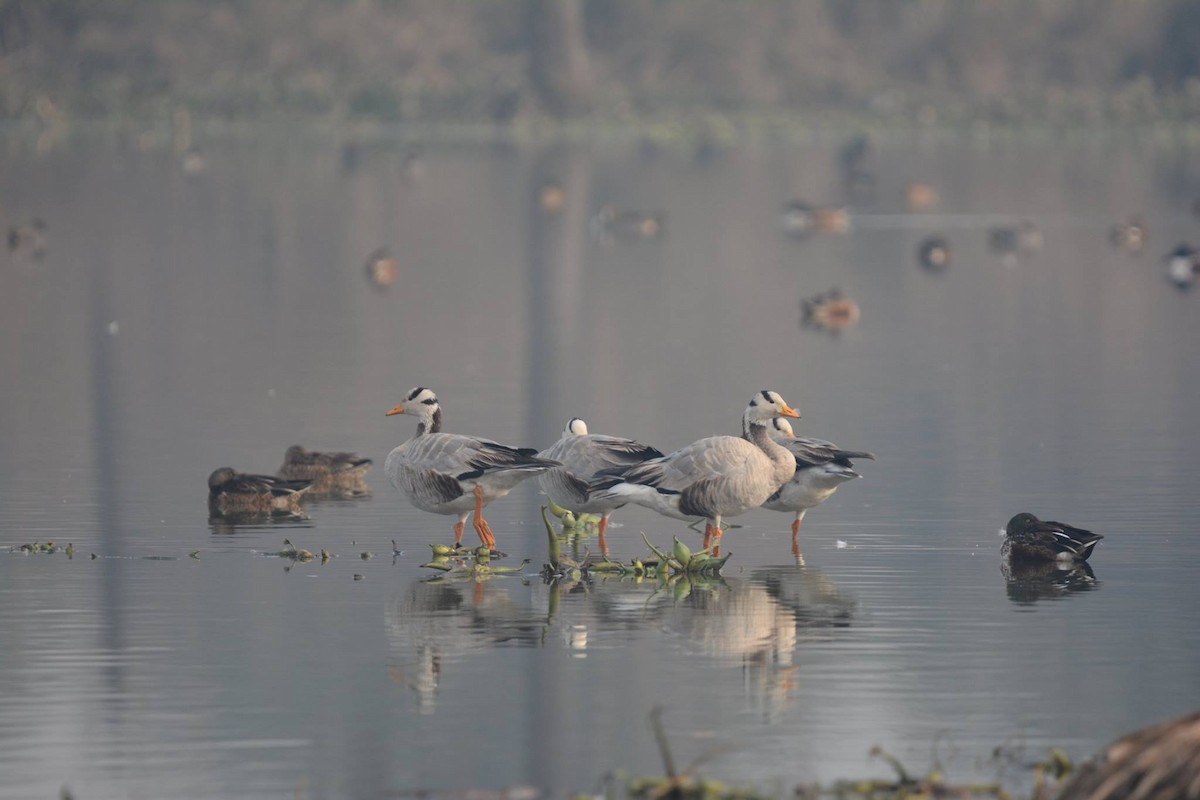 Bar-headed Goose - ML195809701