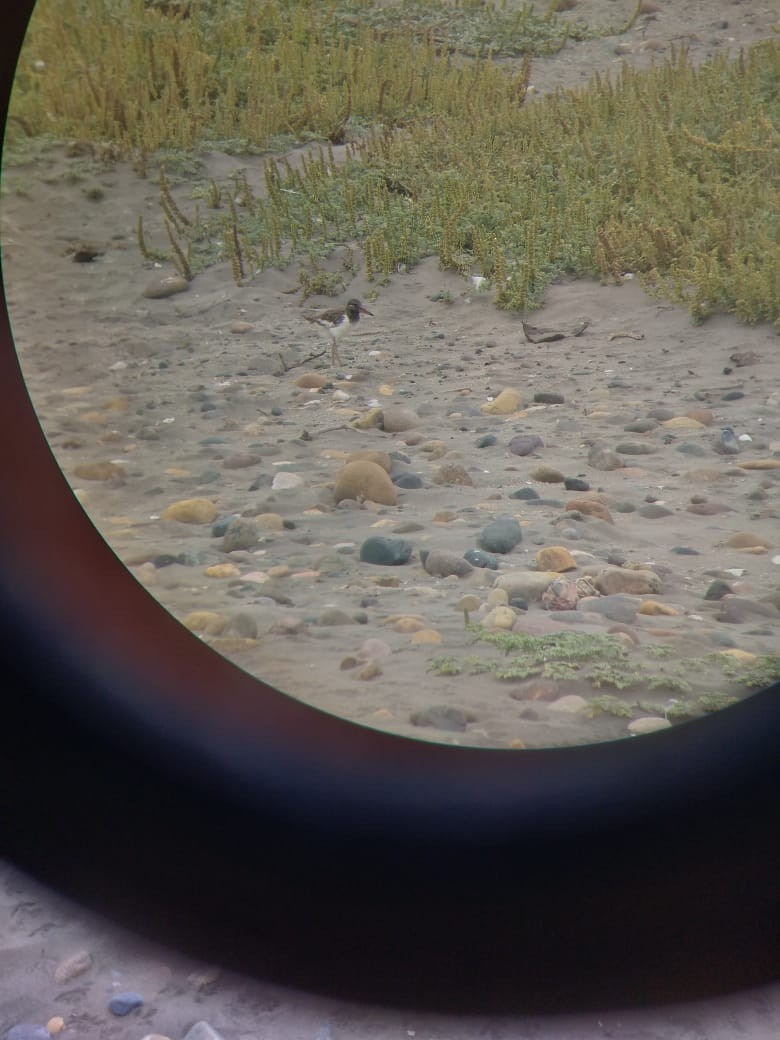 American Oystercatcher - ML195809951