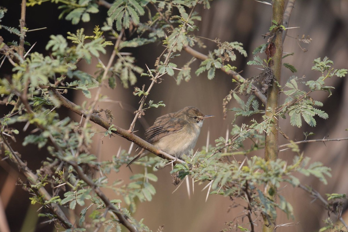 Common Chiffchaff - ML195809961