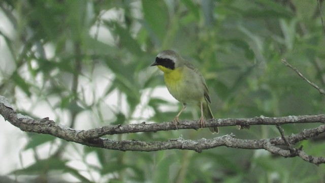 Common Yellowthroat - ML195810181