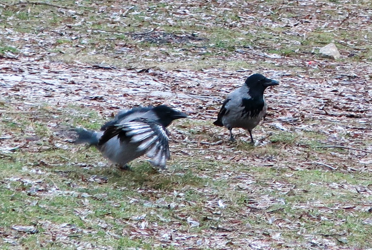 Hooded Crow - ML195810651