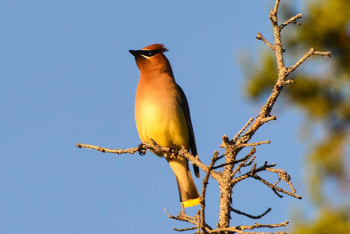 Cedar Waxwing - ML195811561