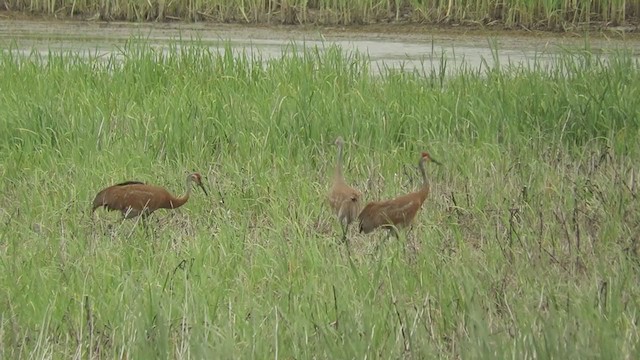 Sandhill Crane (tabida/rowani) - ML195811611