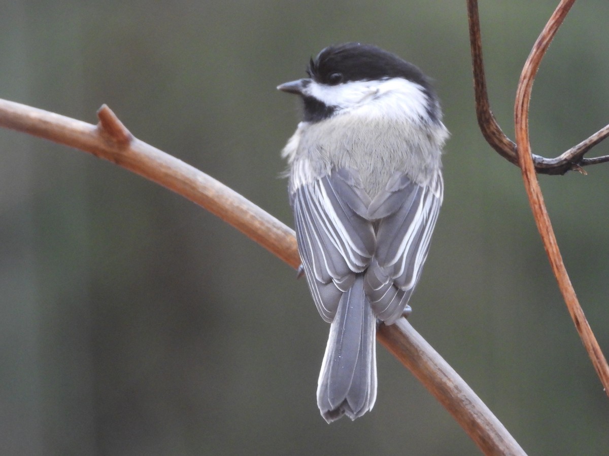 Black-capped Chickadee - ML195812001