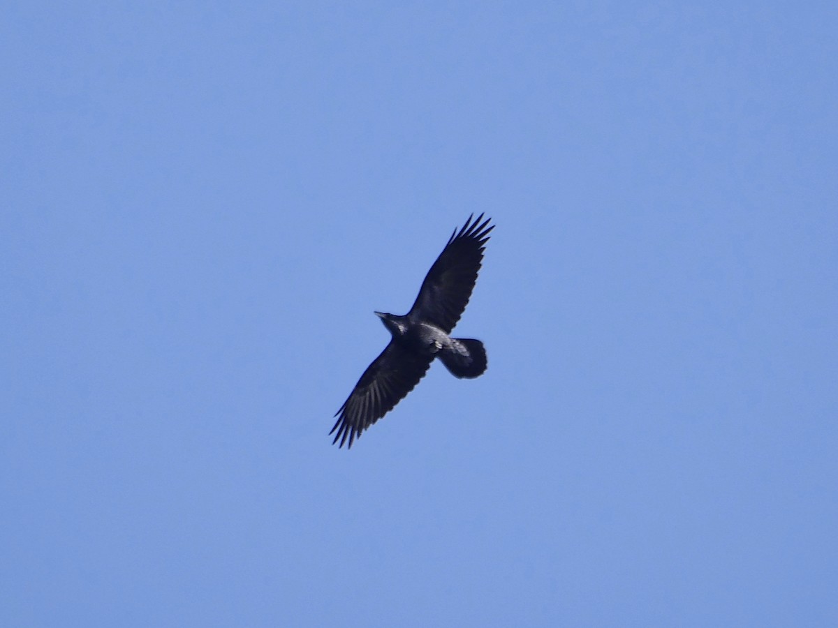 Common Raven - ML195812941