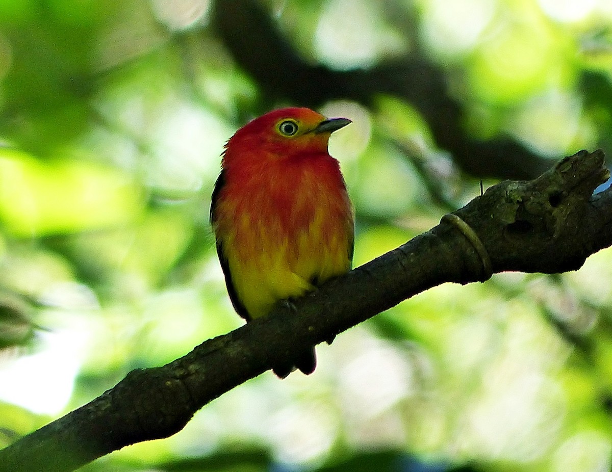 Band-tailed Manakin - ML195813421