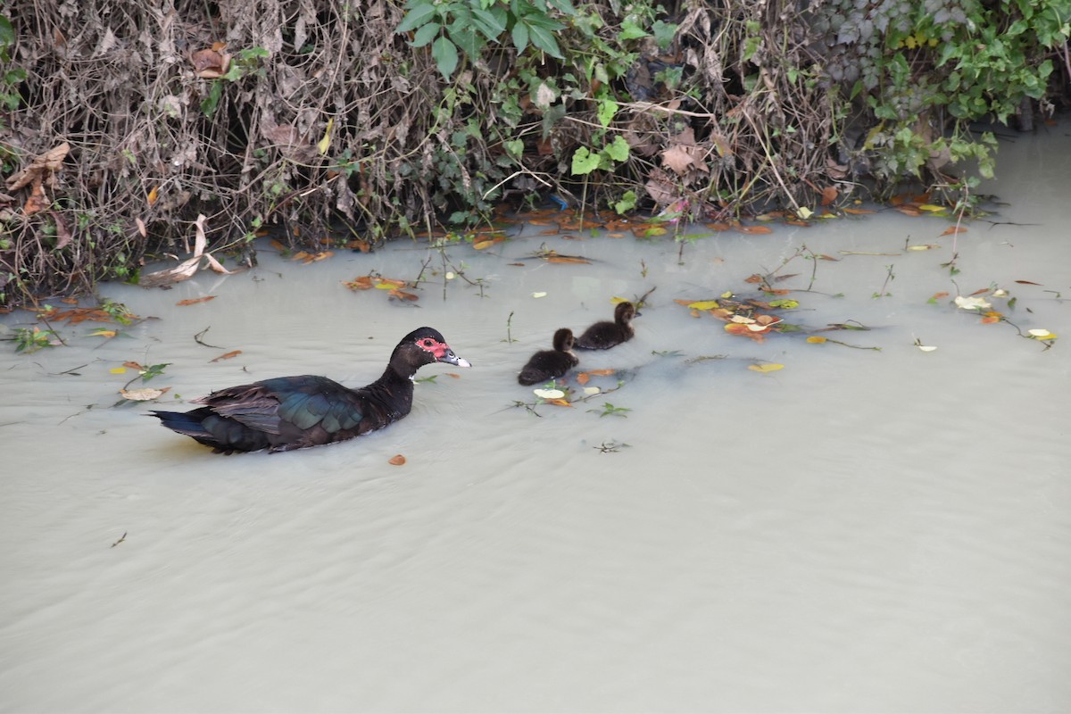 Muscovy Duck (Domestic type) - ML195813541