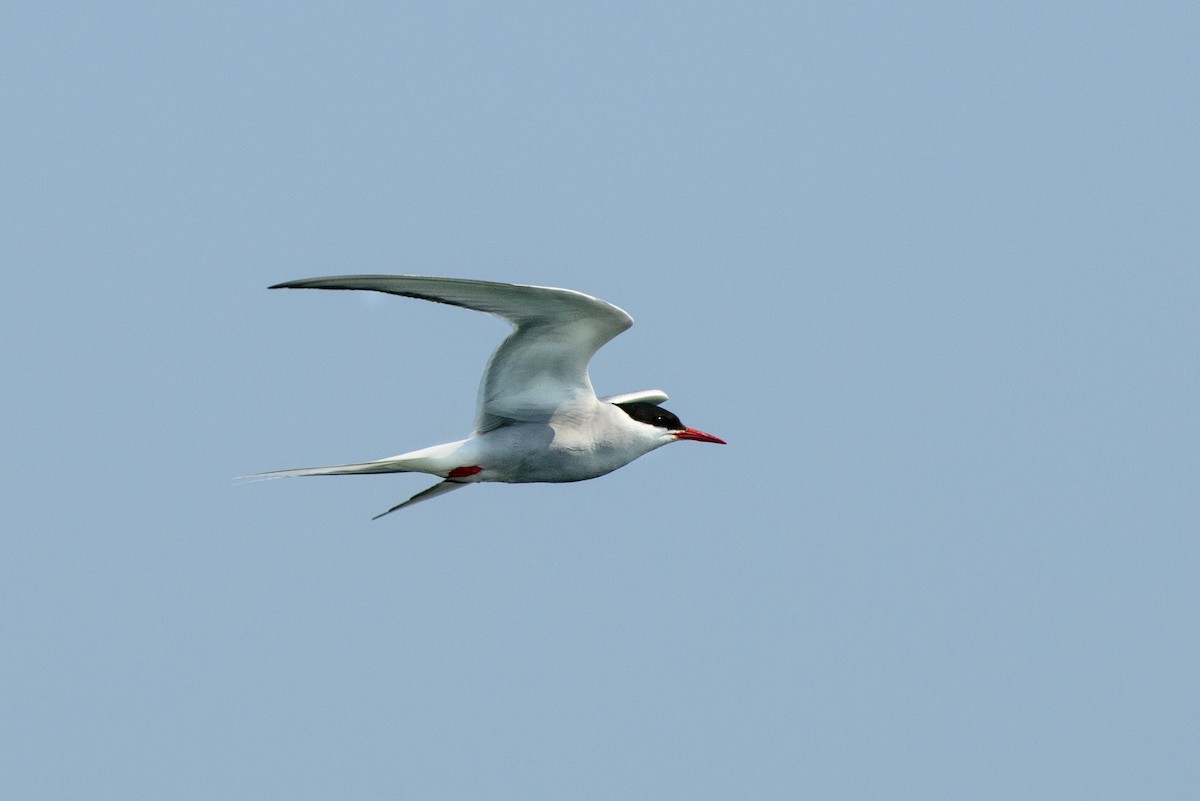 Arctic Tern - ML195813671