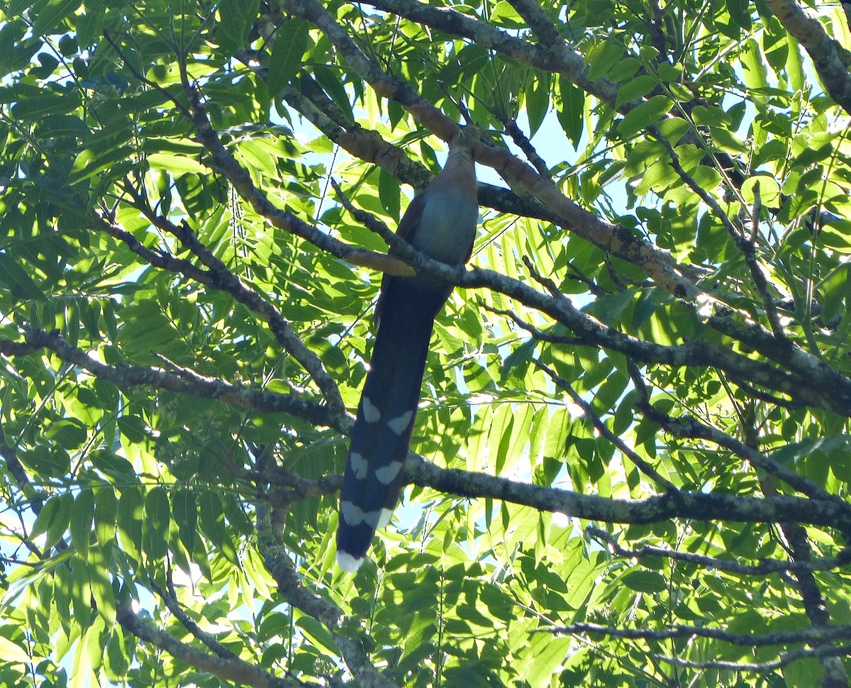 Squirrel Cuckoo - ML195814191