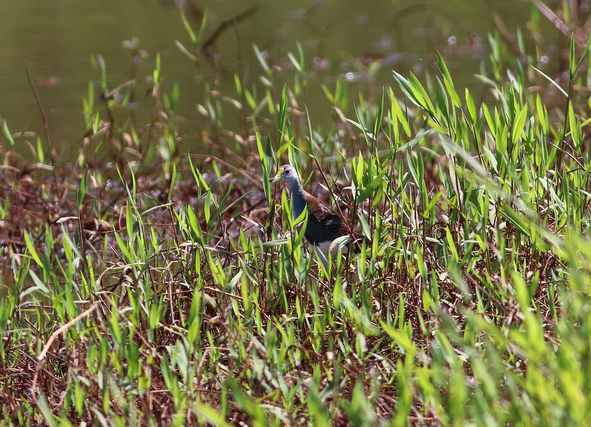 Azure Gallinule - ML195814871