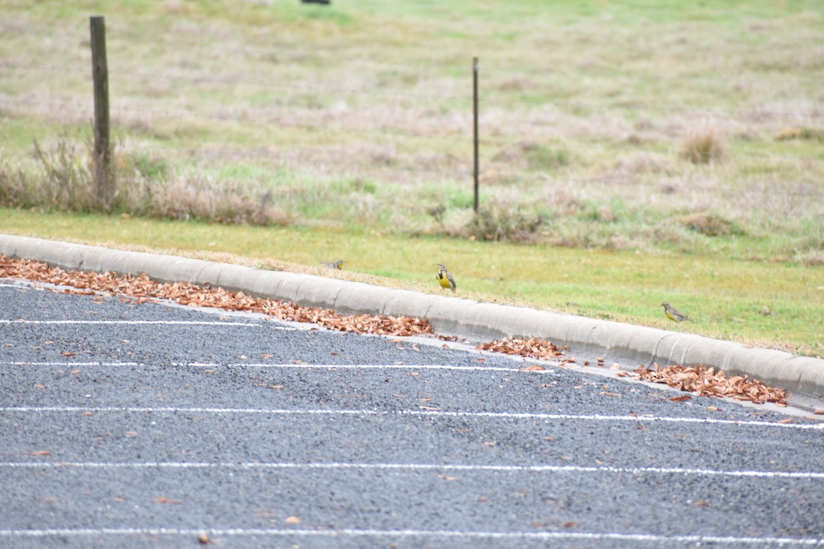 Western Meadowlark - ML195815201